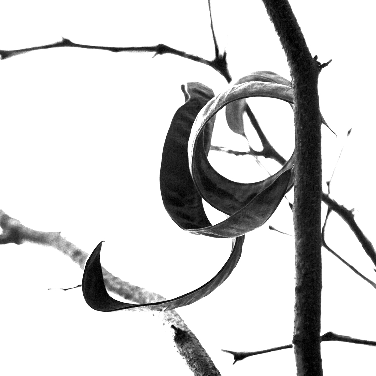 Calligraphy