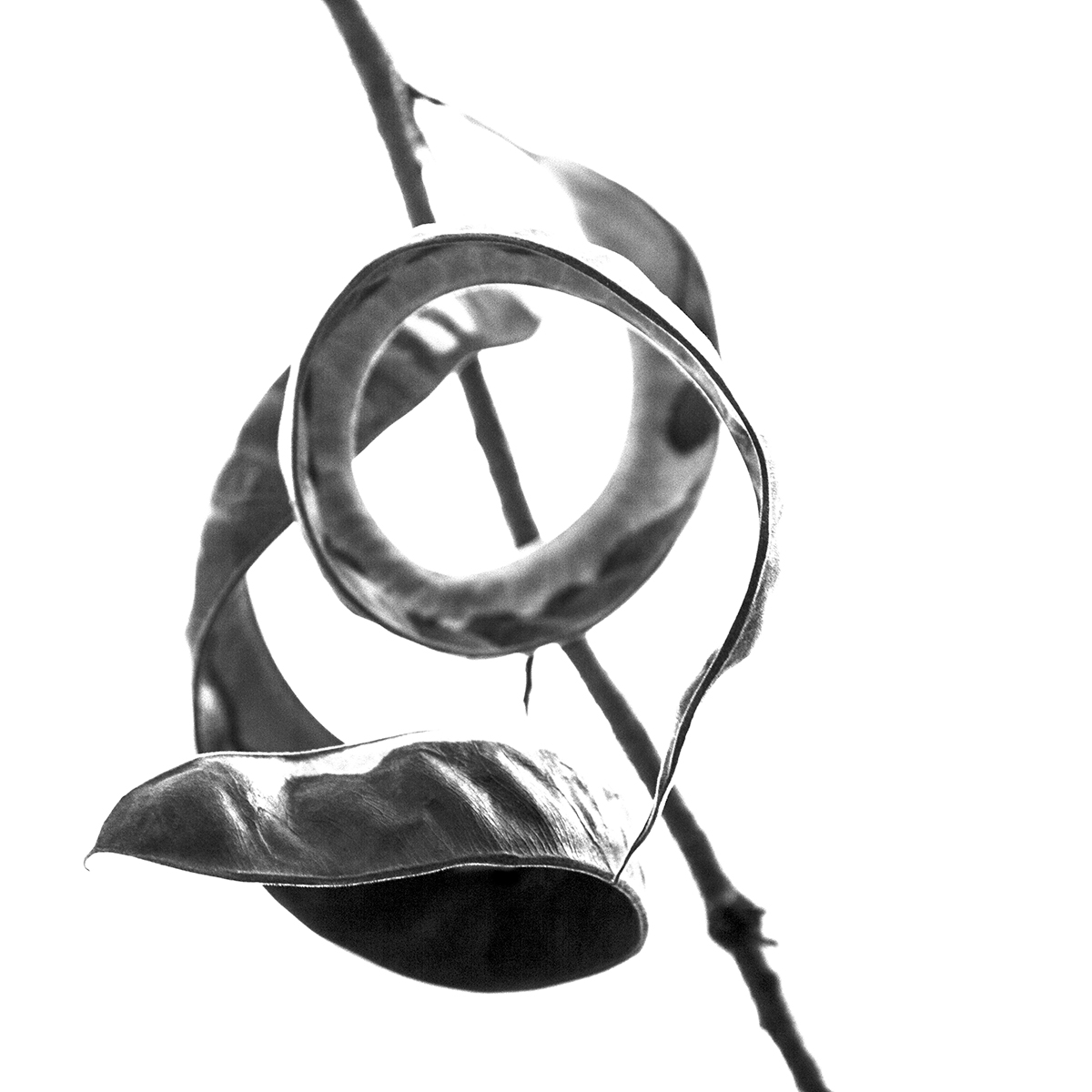 Calligraphy