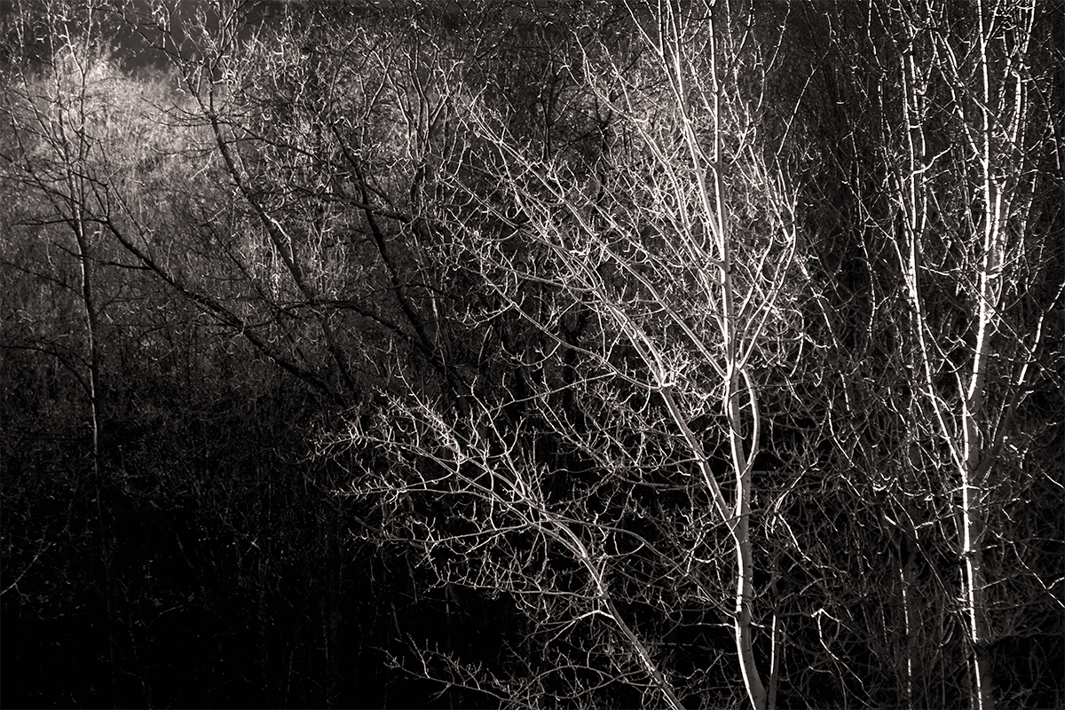 Birches 