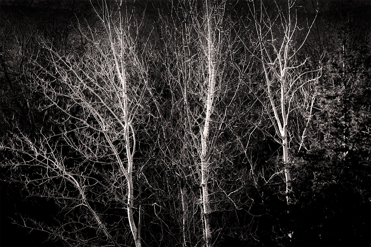 Birches 