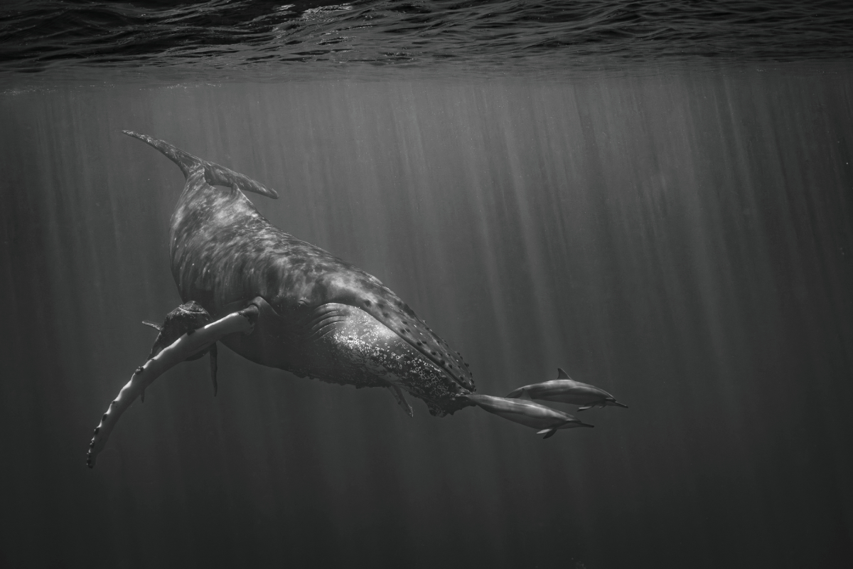 The giants of the seas