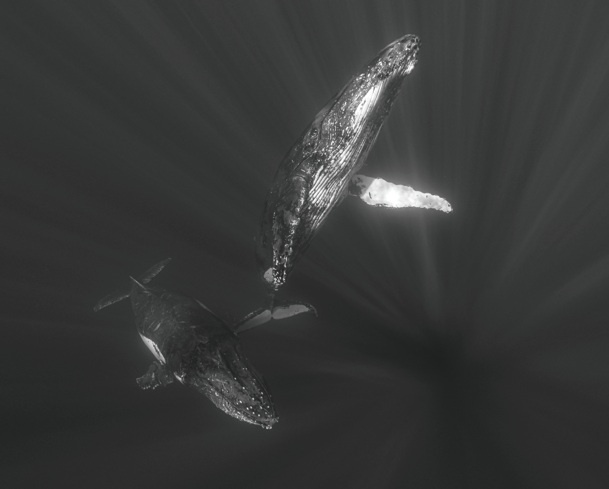 The giants of the seas