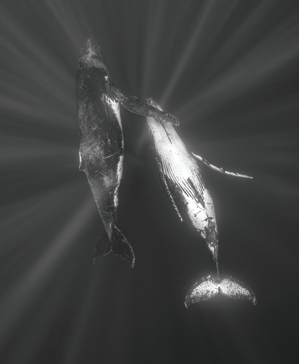 The giants of the seas