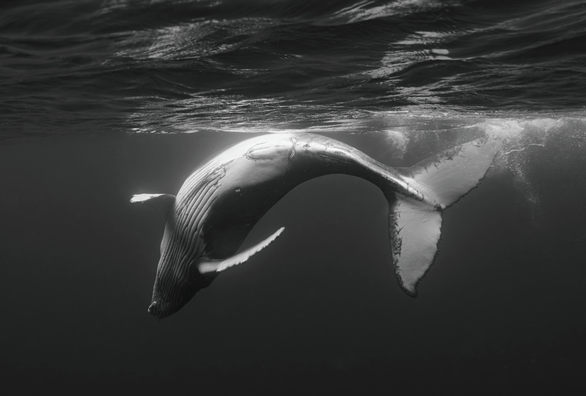 The giants of the seas