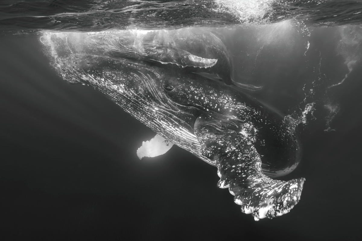 The giants of the seas