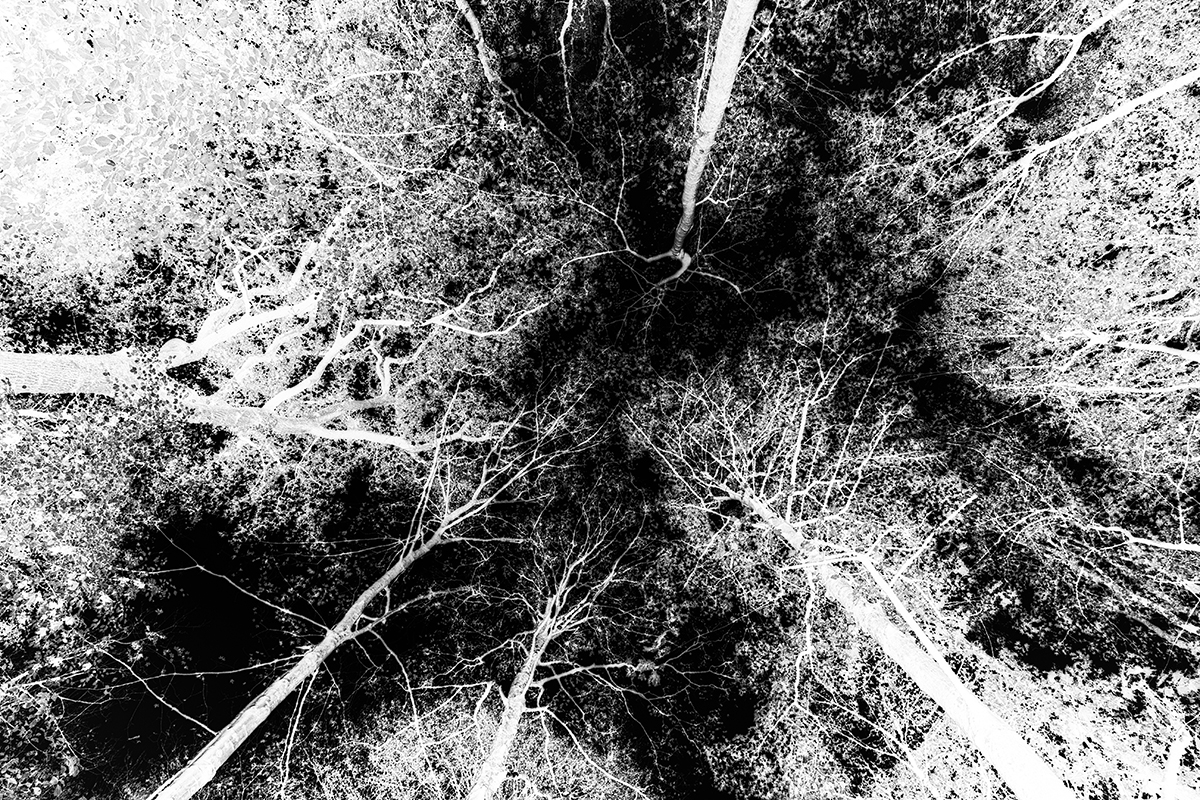Canopy