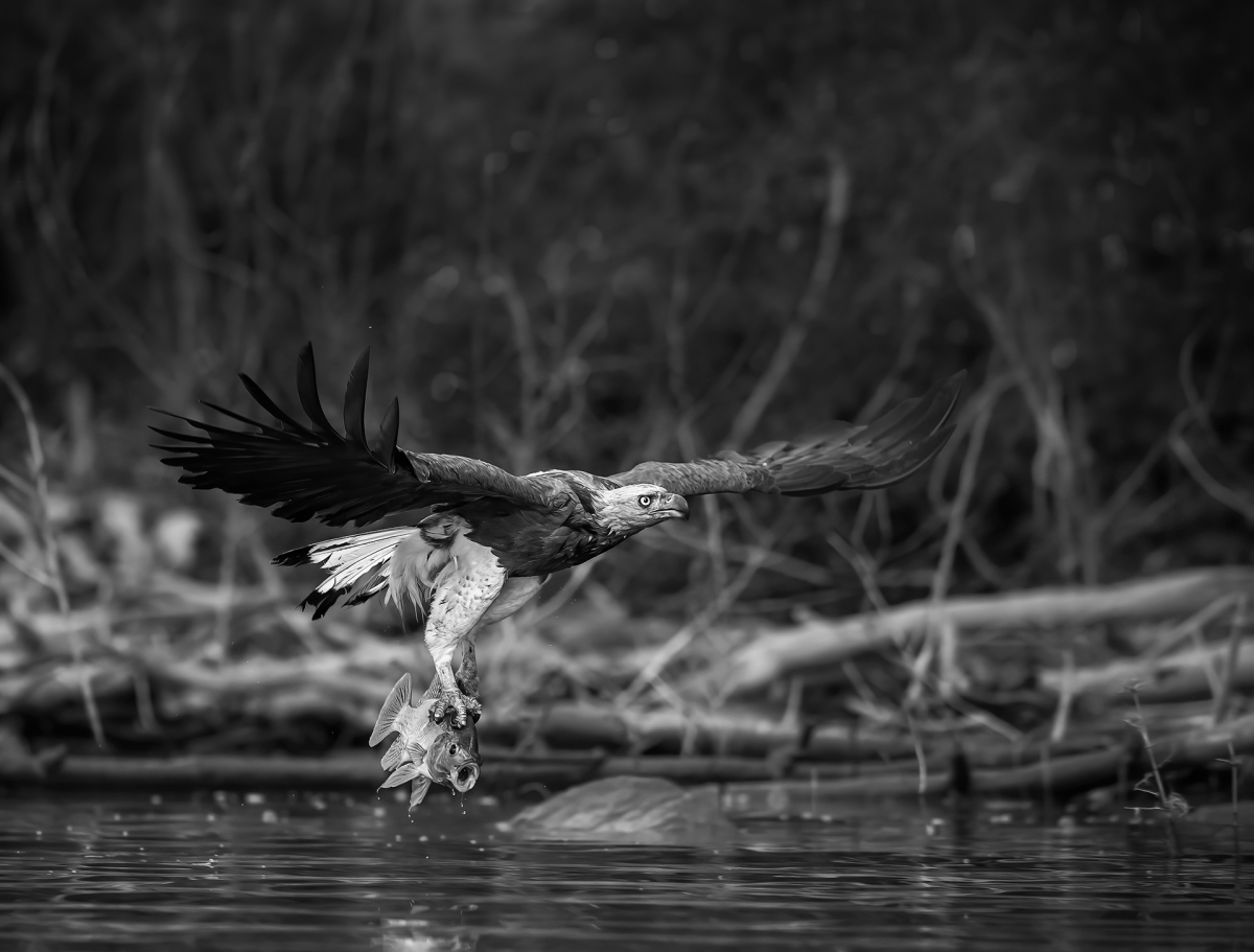 Swoop to conquer
