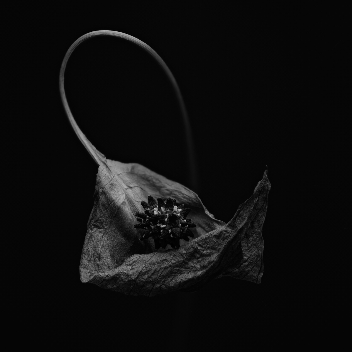 When Peace (Lilies) Die