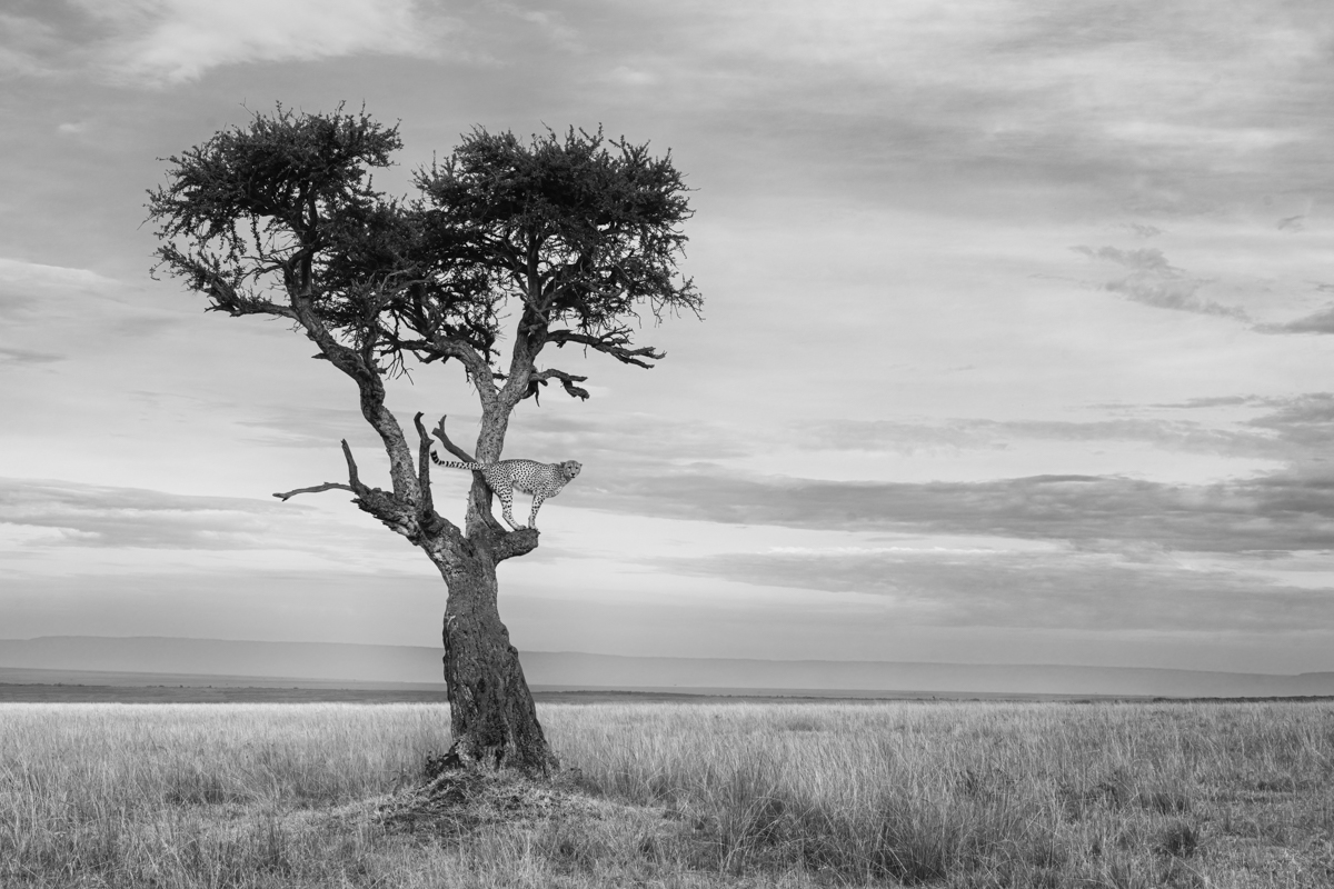 Out on a Limb