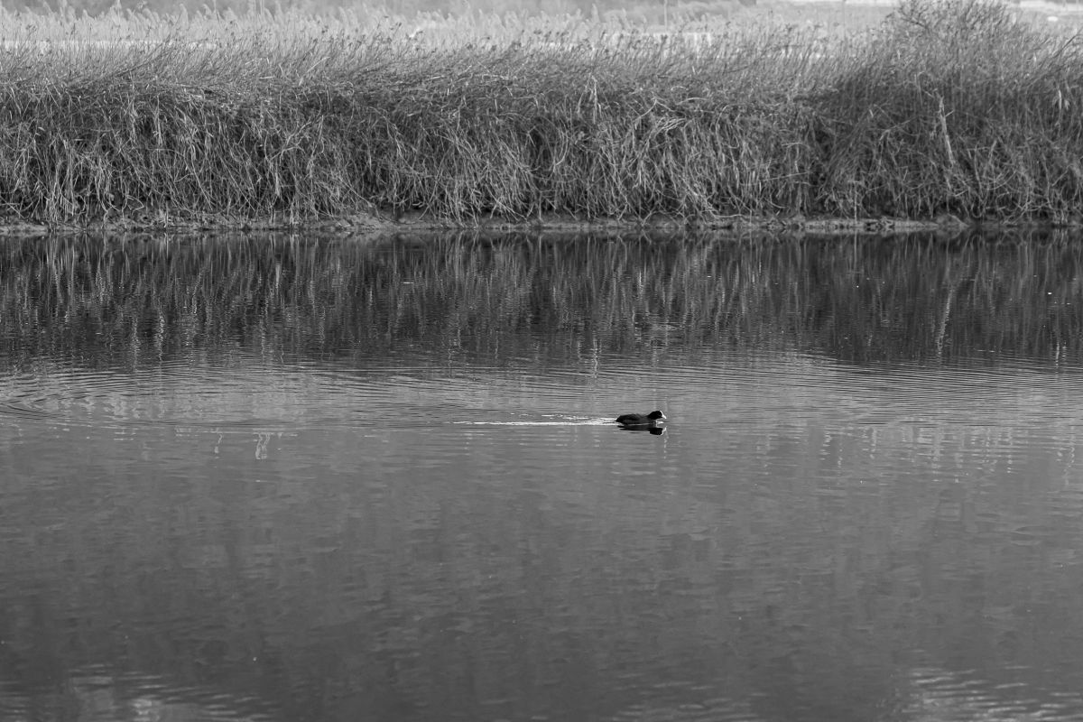 The quiet of the river