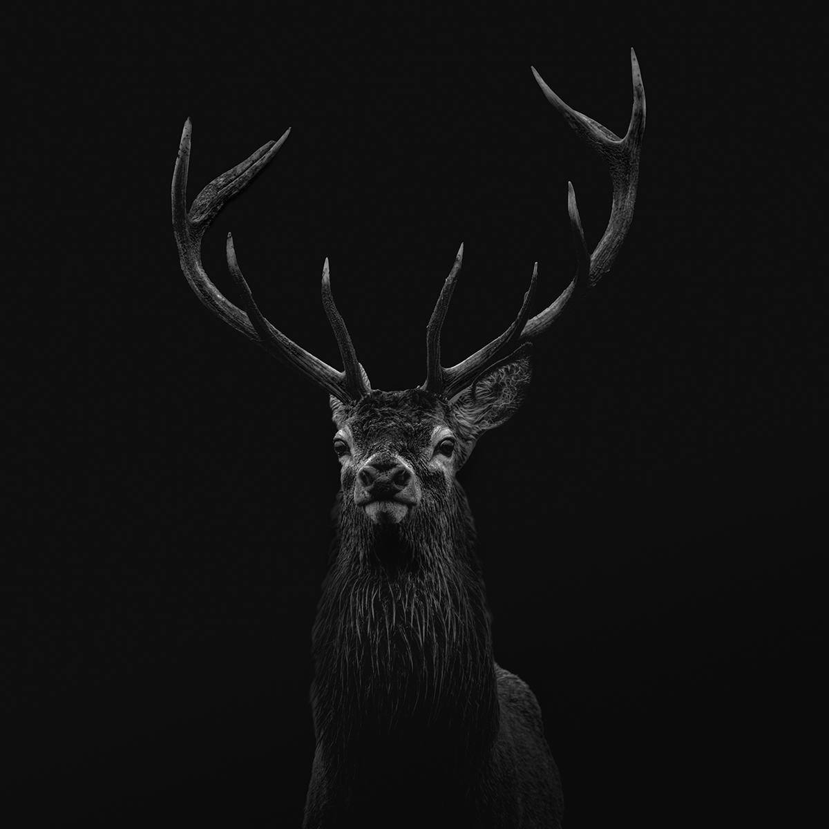 The Wildness