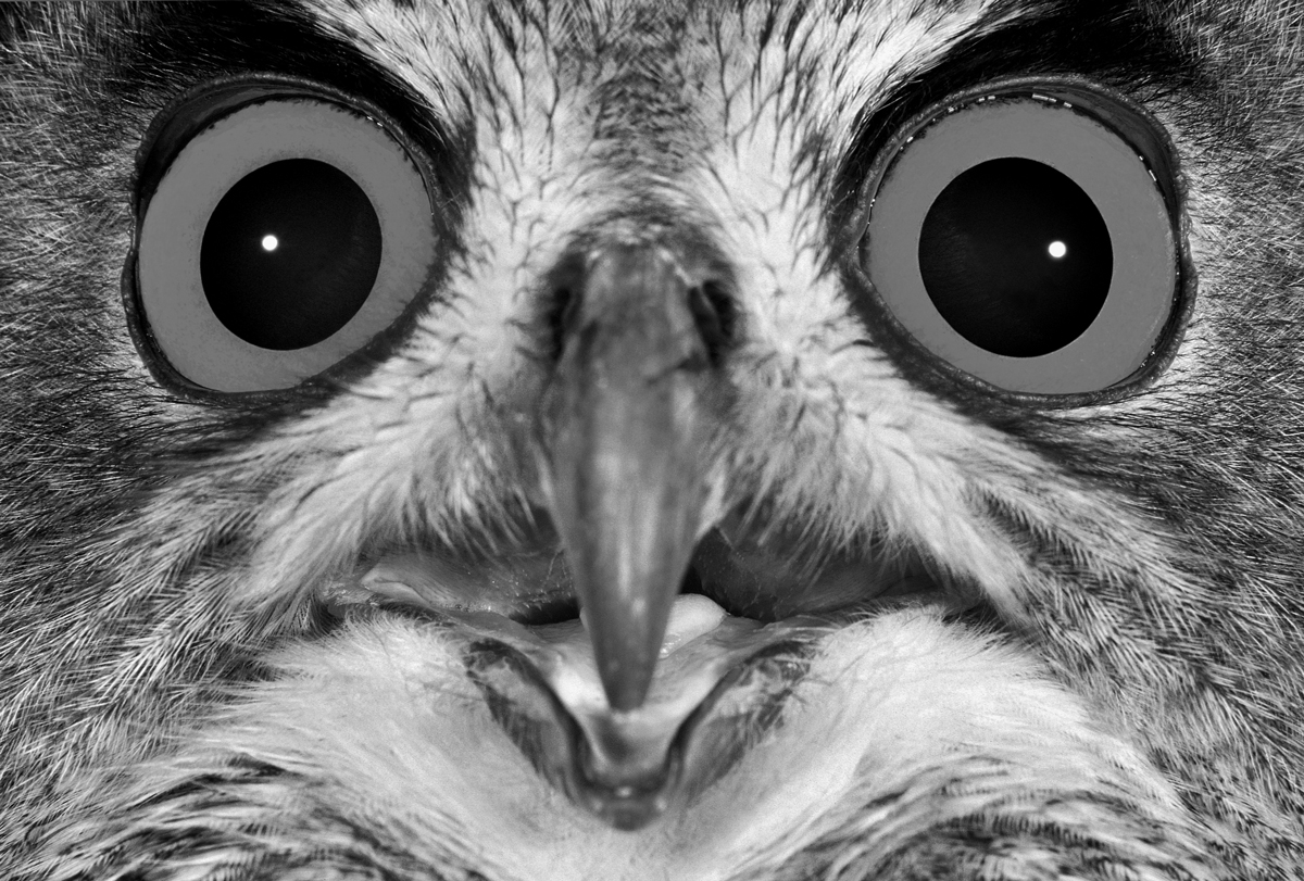 Faces and eyes