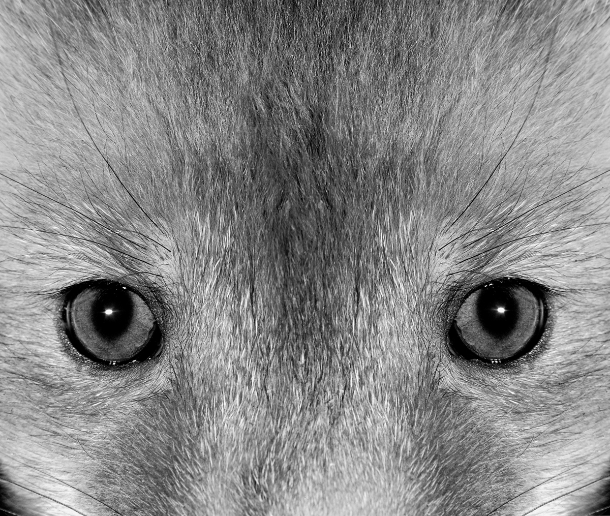 Faces and eyes
