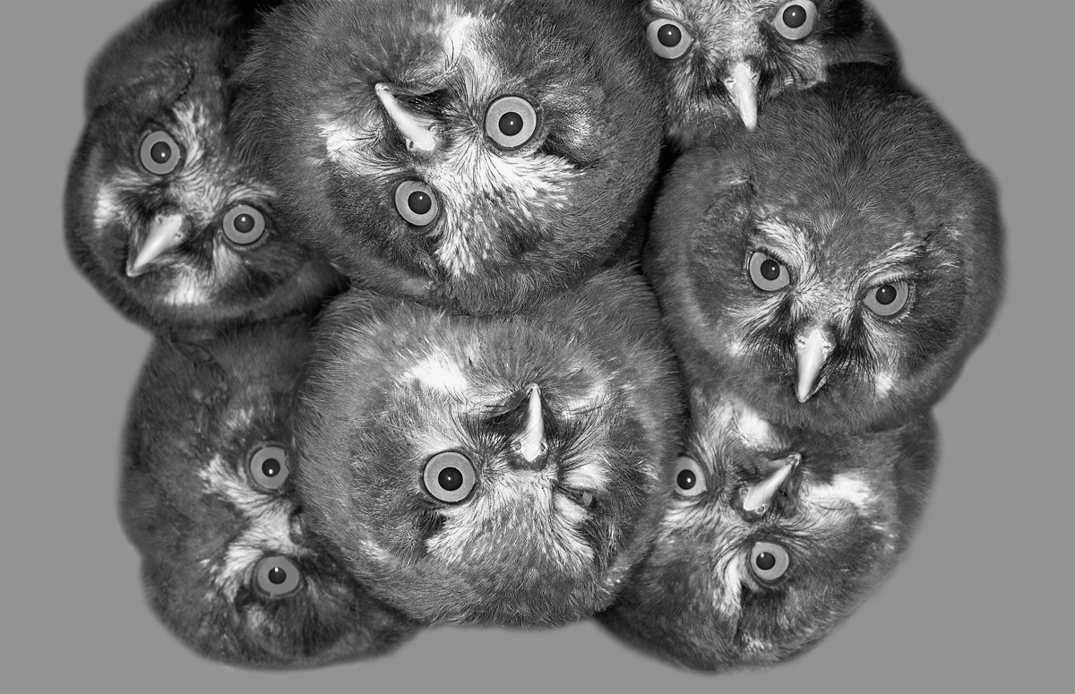 Faces and eyes
