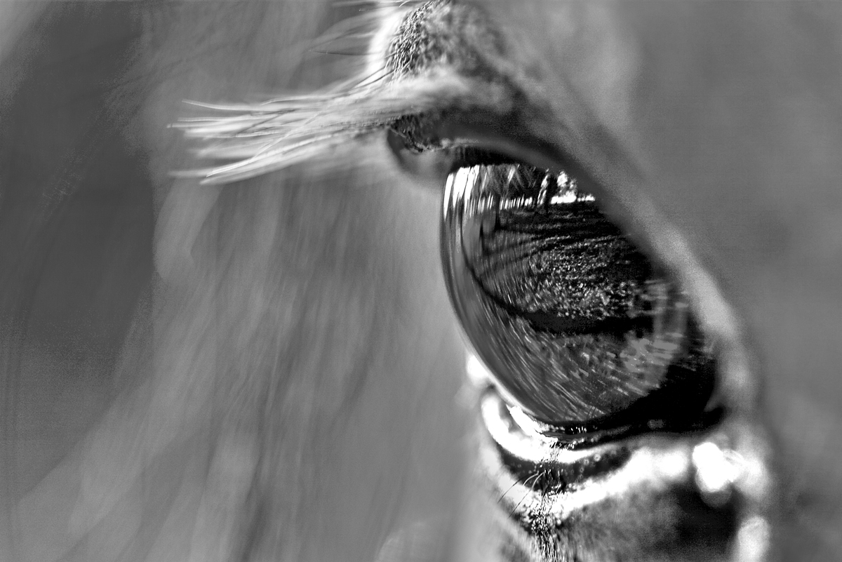 Faces and eyes