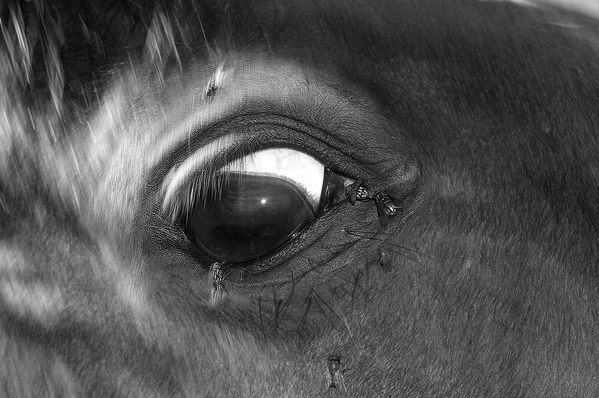 Faces and eyes
