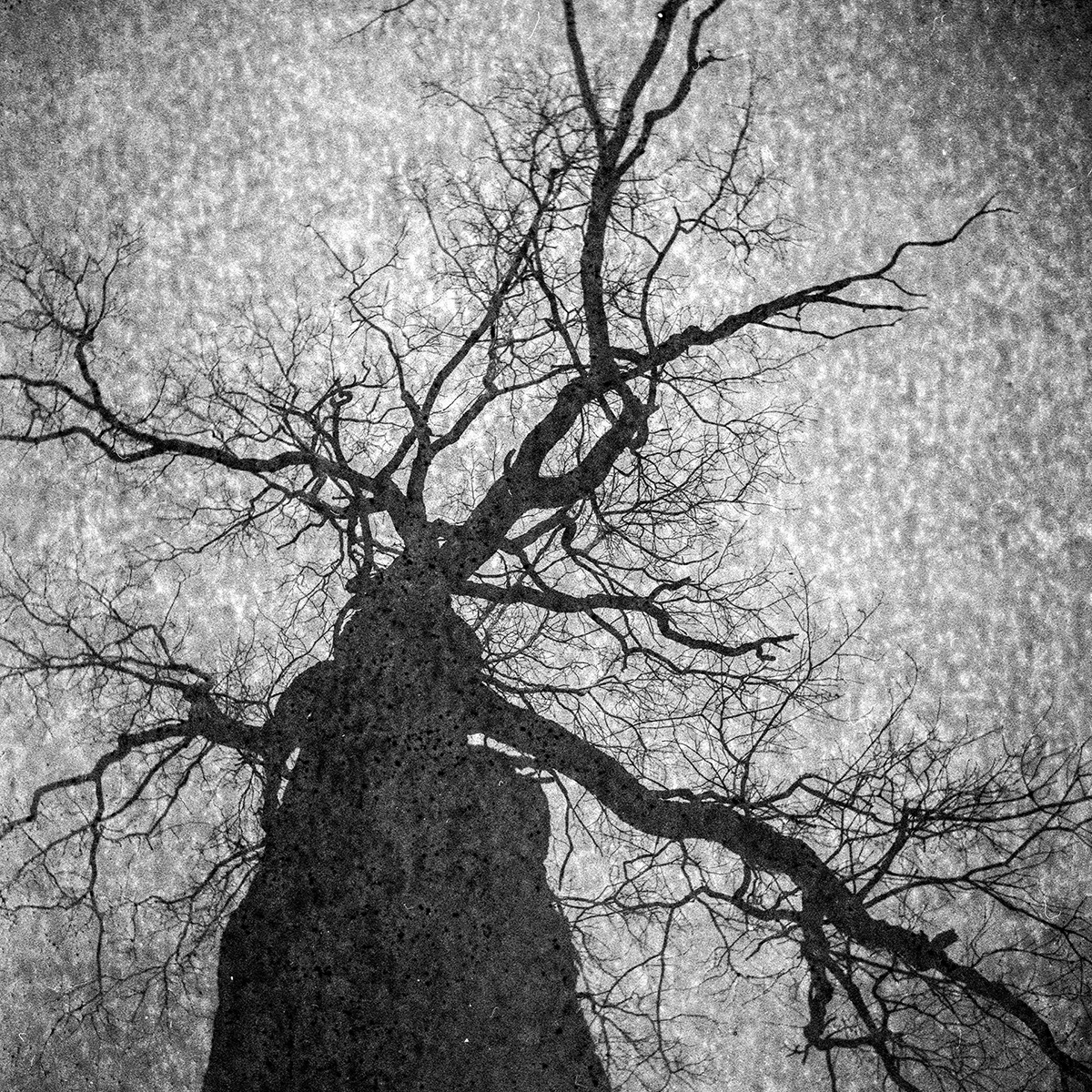 Into the Dark
