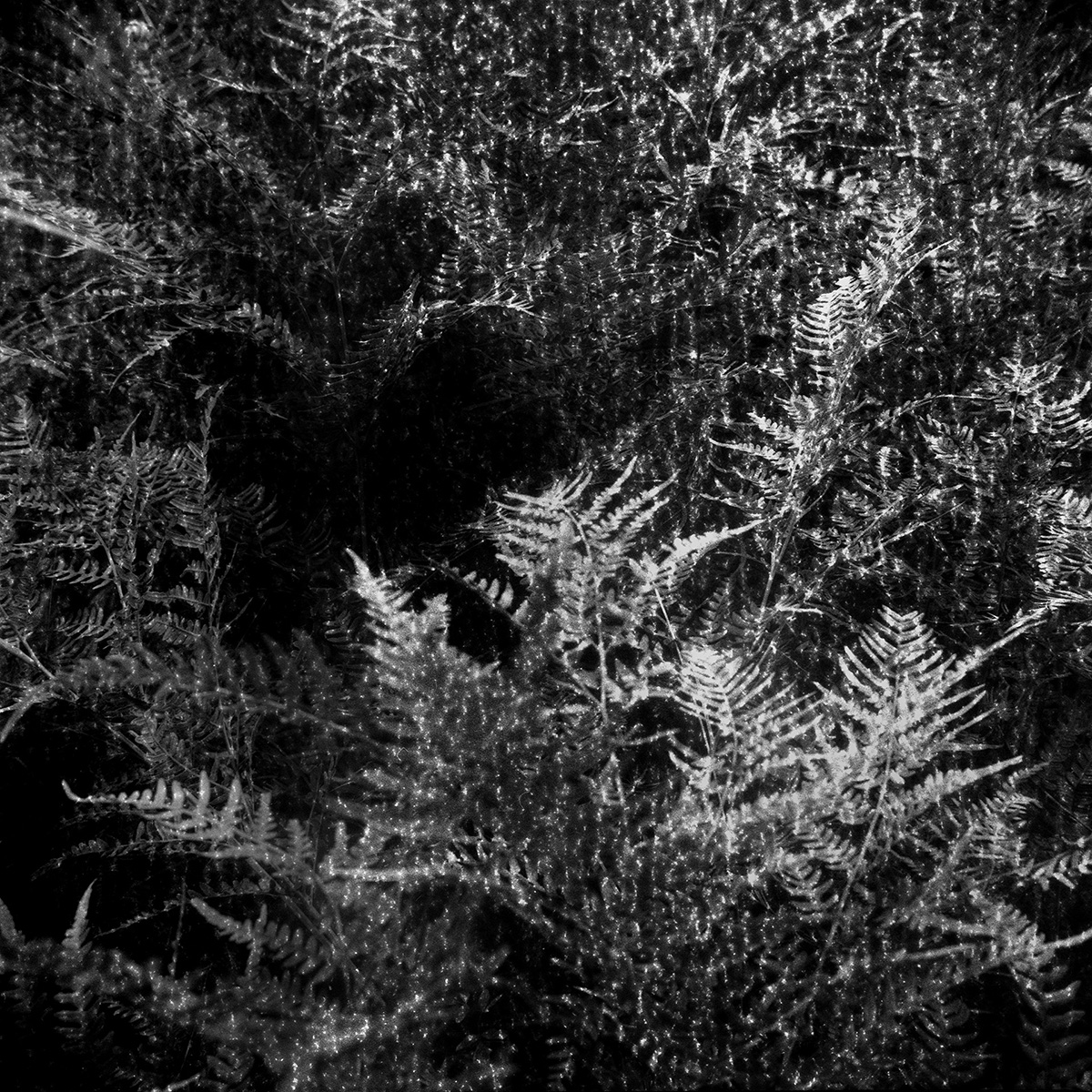 Into the Dark