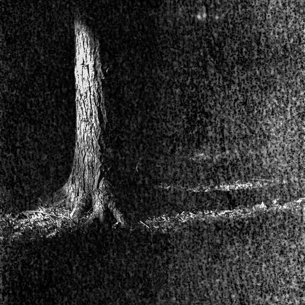 Into the Dark