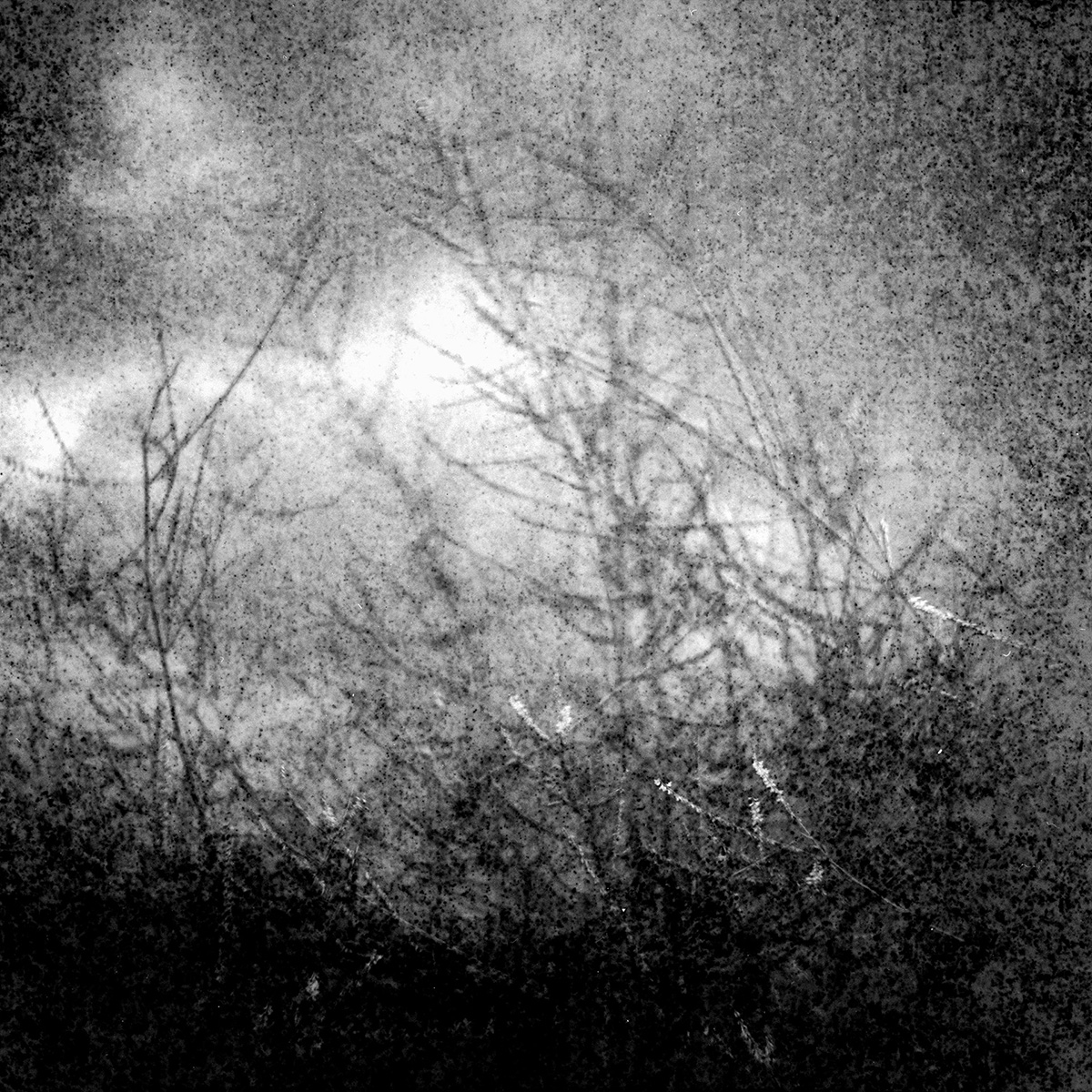 Into the Dark