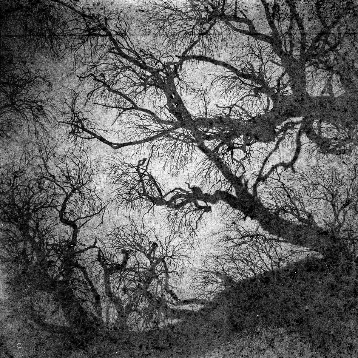 Into the Dark