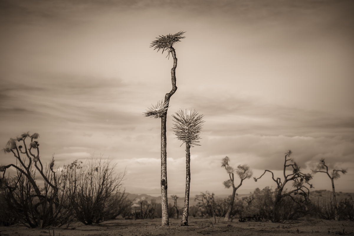 Still Standing