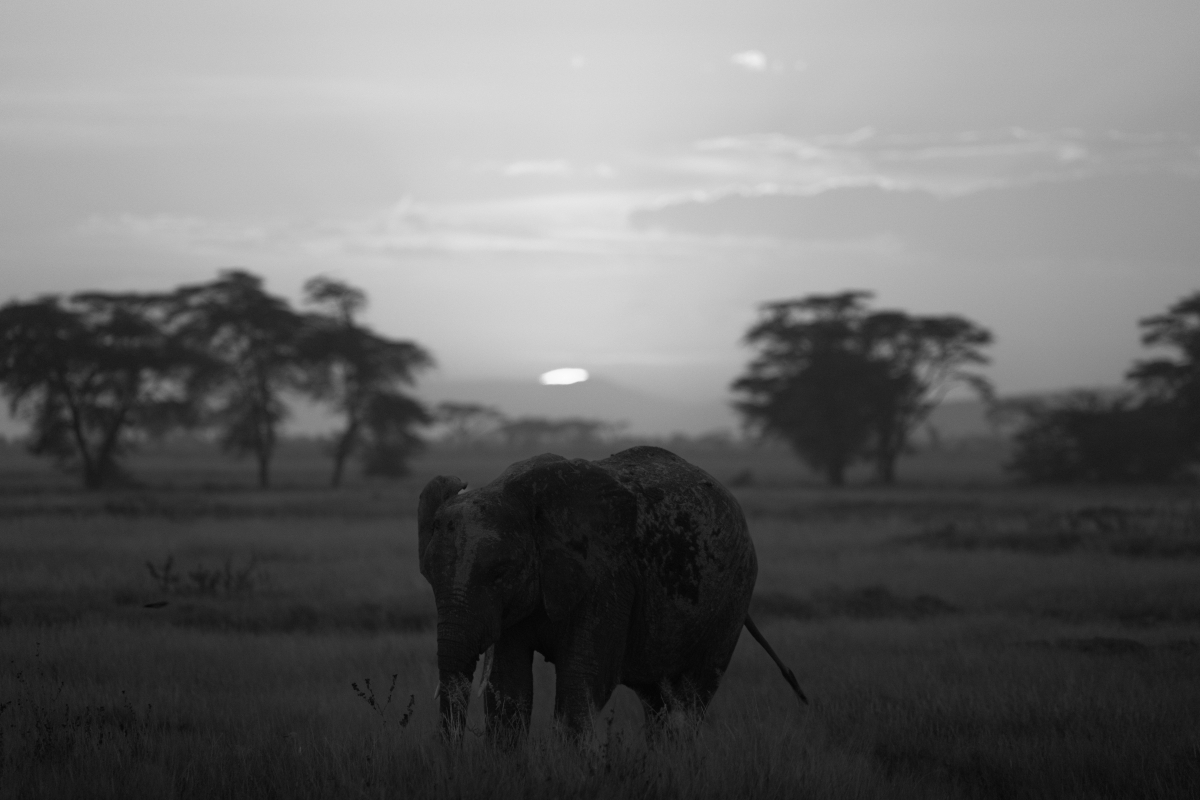 Silent Safari