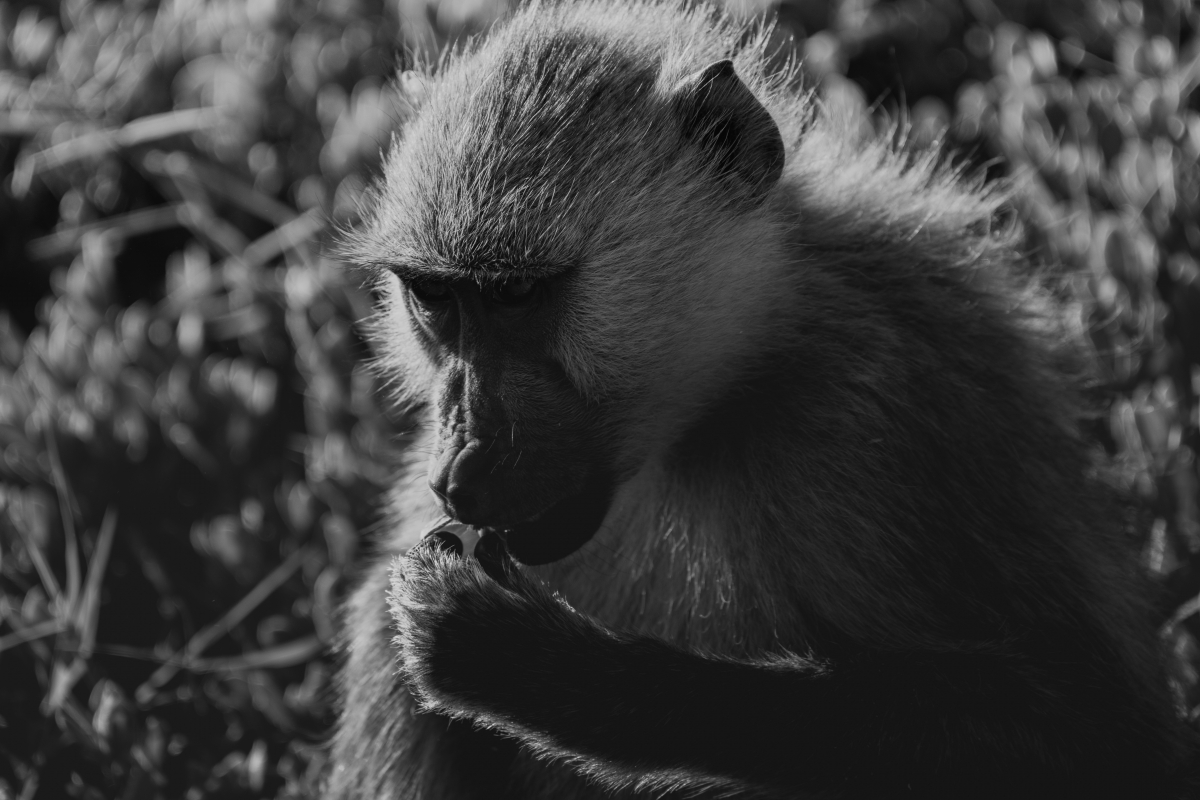 Silent Safari