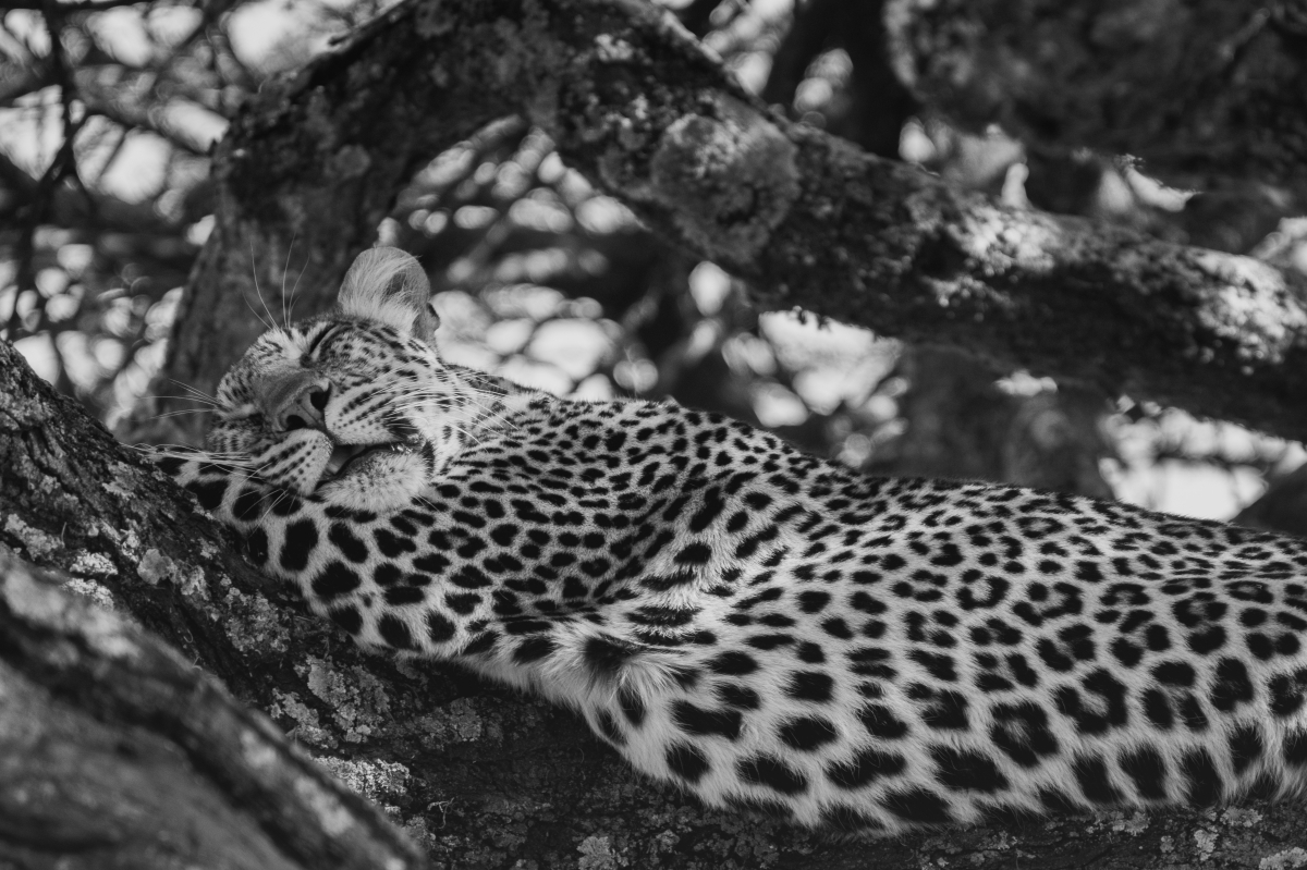 Silent Safari