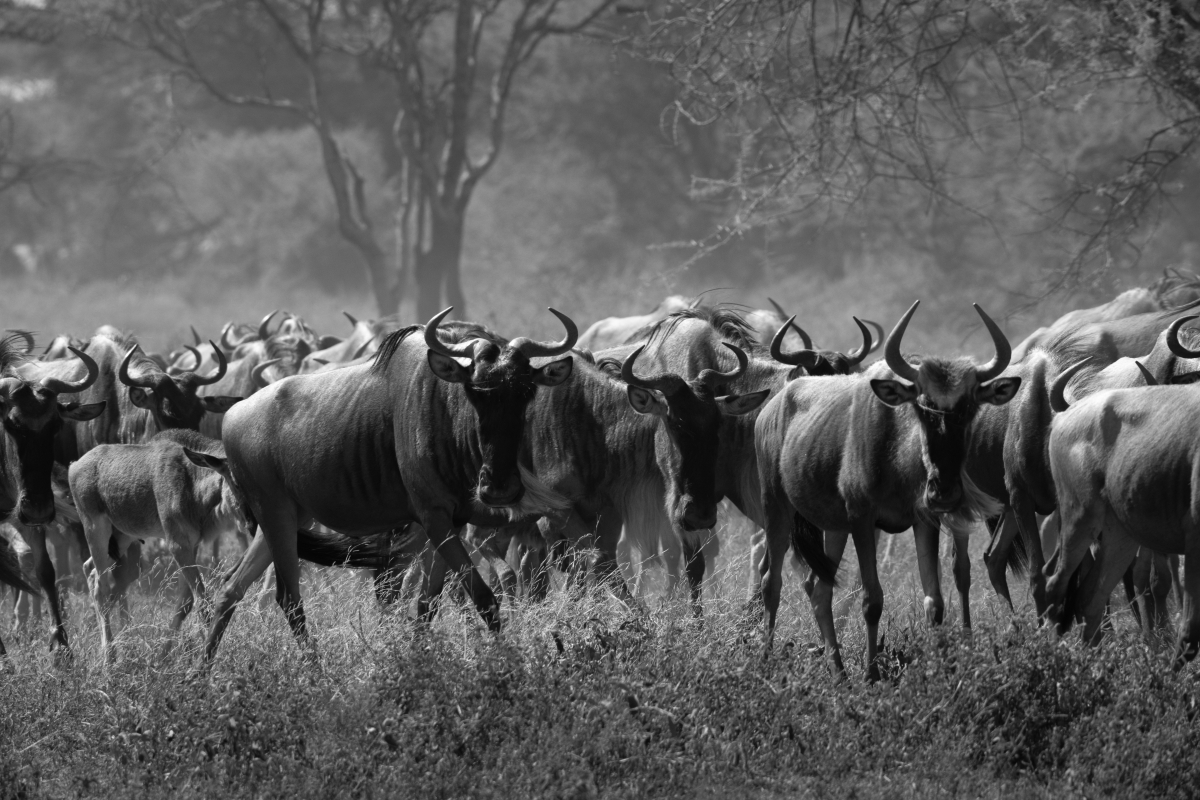 Silent Safari