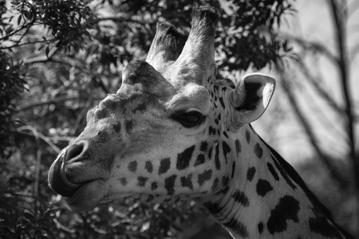 Silent Safari