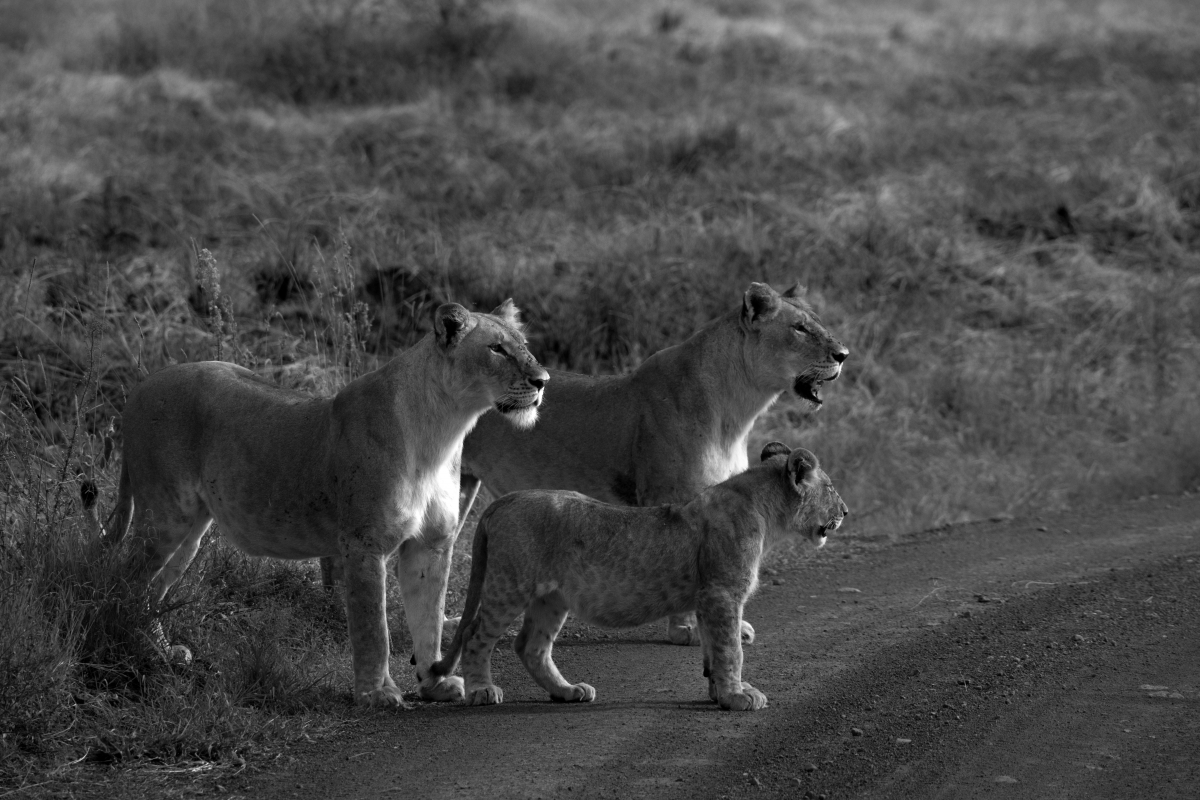 Silent Safari