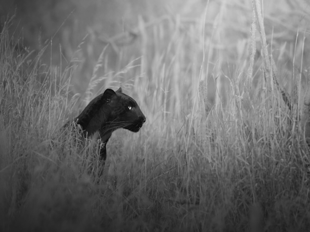 Black and Wild 