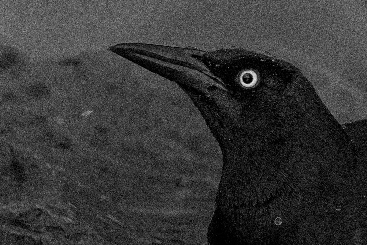 Nevermore