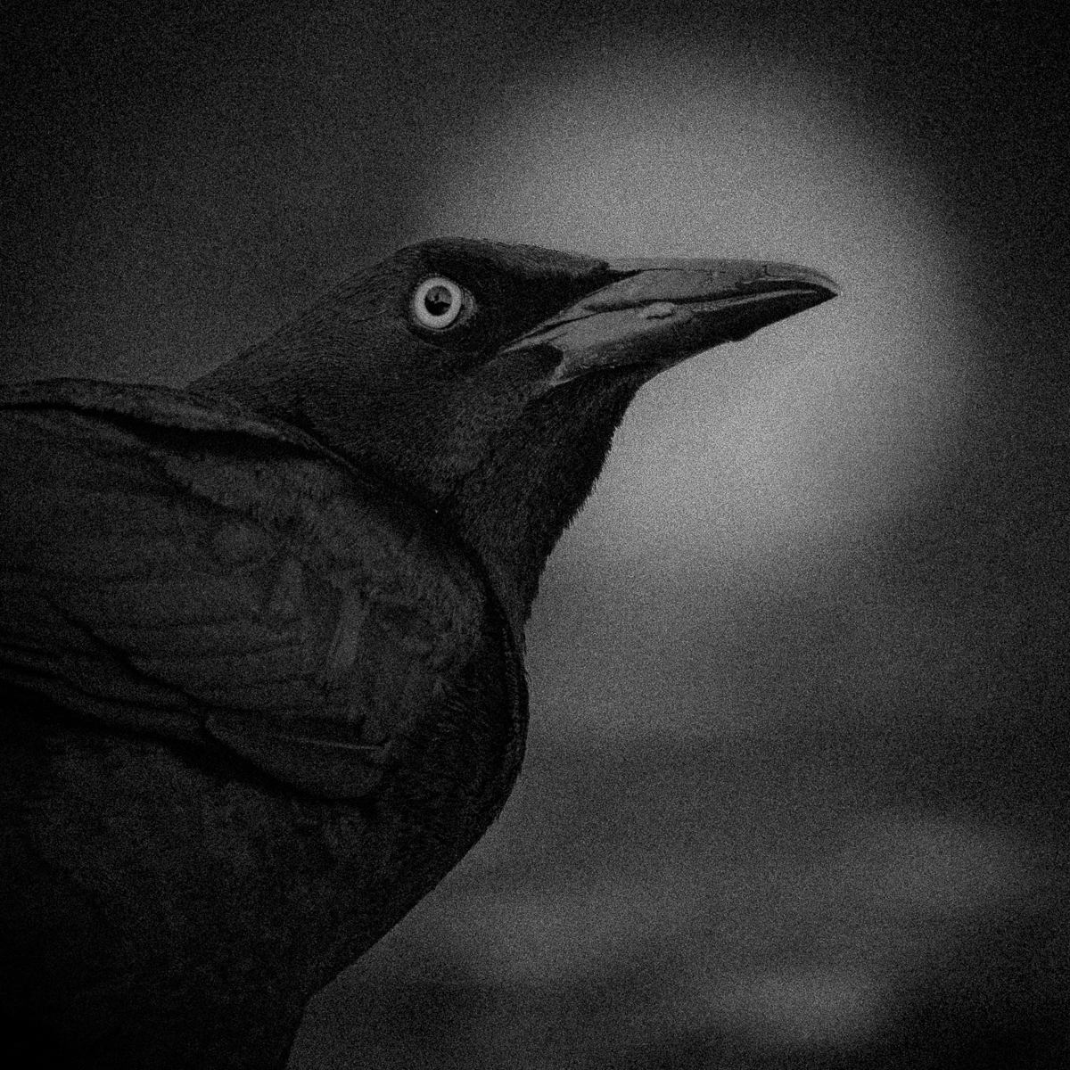 Nevermore