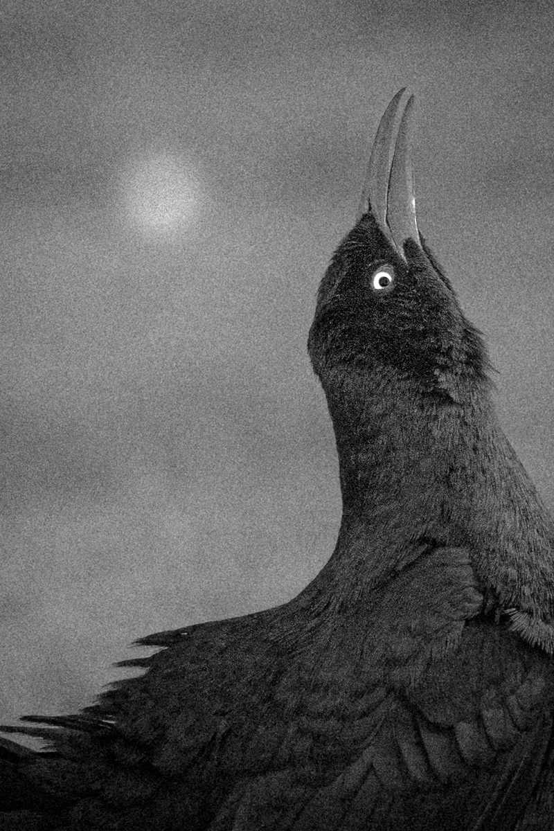 Nevermore