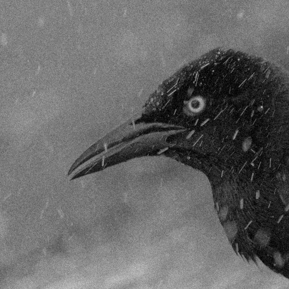 Nevermore