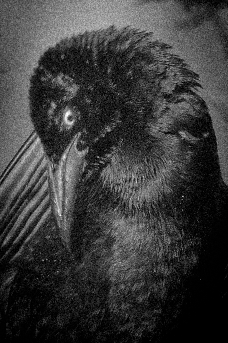 Nevermore