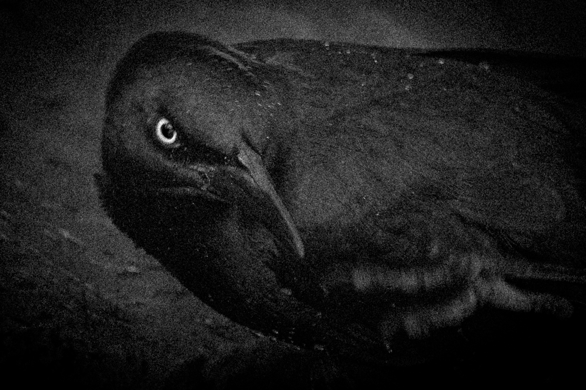 Nevermore