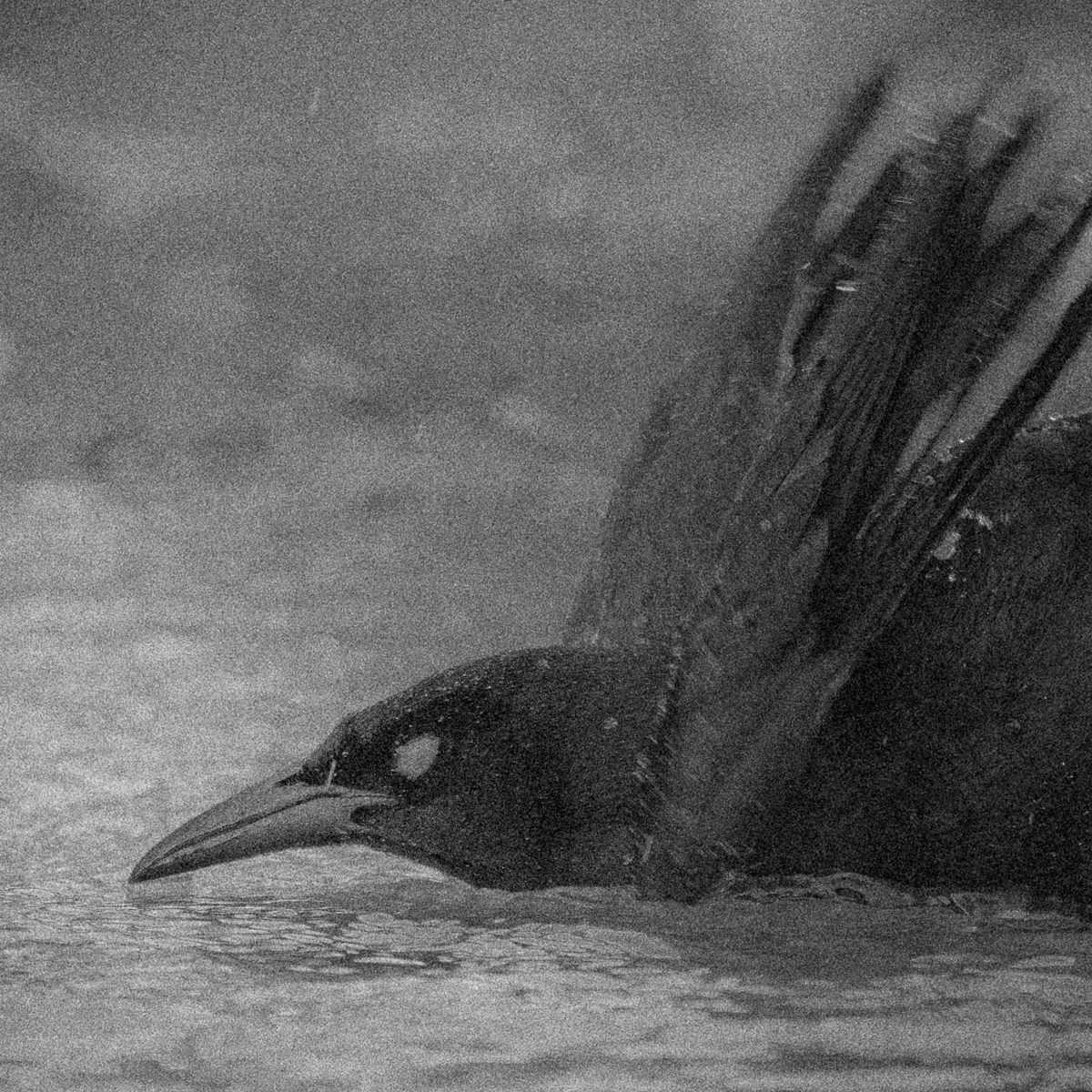 Nevermore