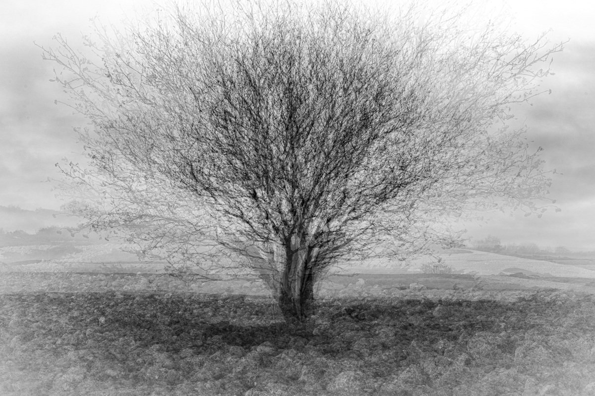 Rowan in Jurmo Island