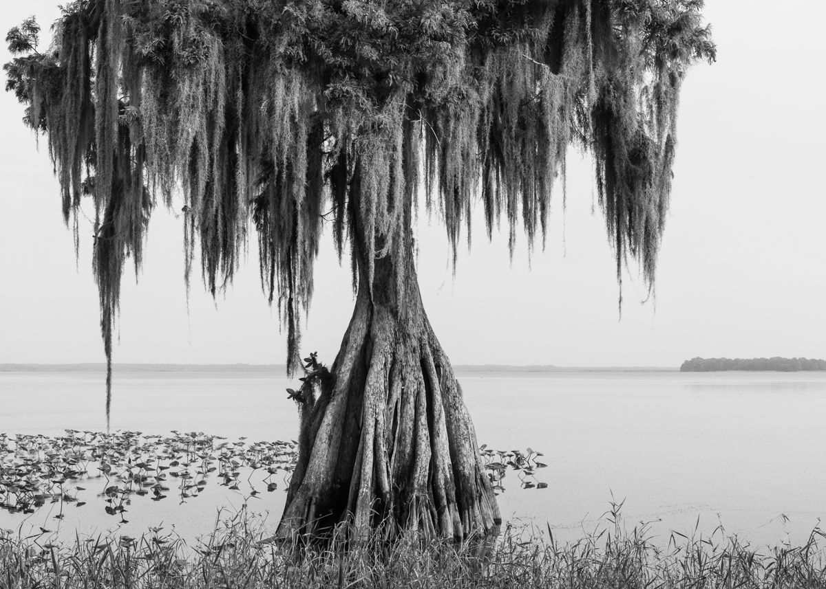Cypress in the Lake