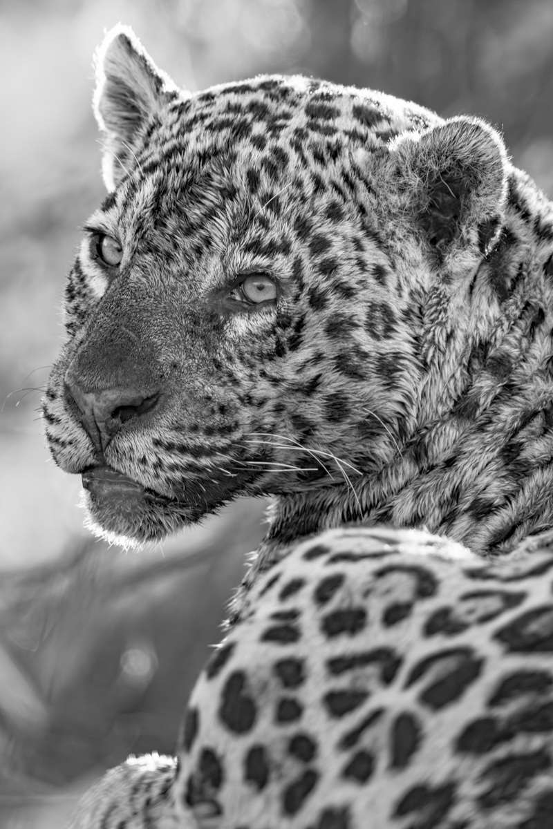 Jaguar’s Rosettes