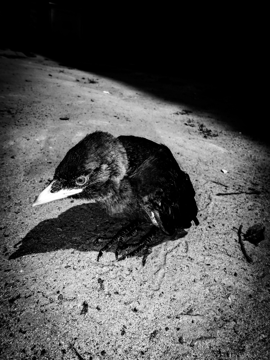 THE SPECTER OF LIFE 3