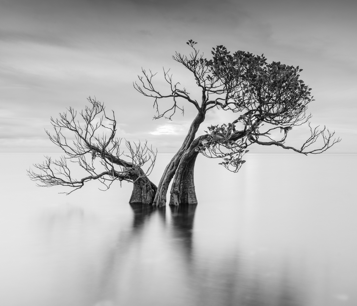 Dancing Trees