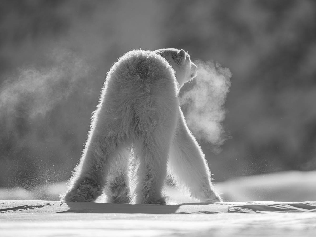 The Arctic Wanderers