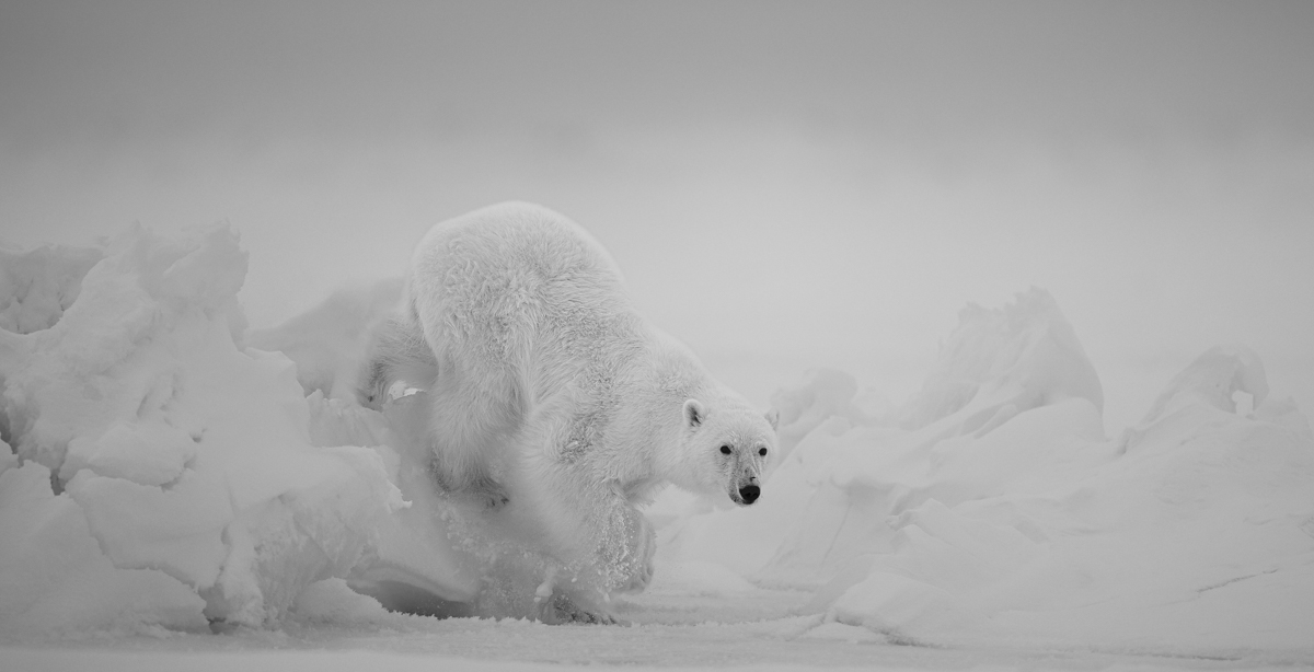 The Arctic Wanderers