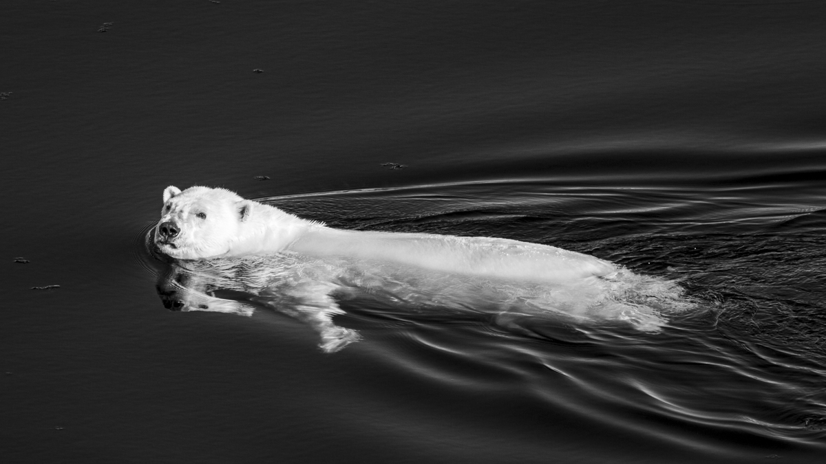 The Arctic Wanderers