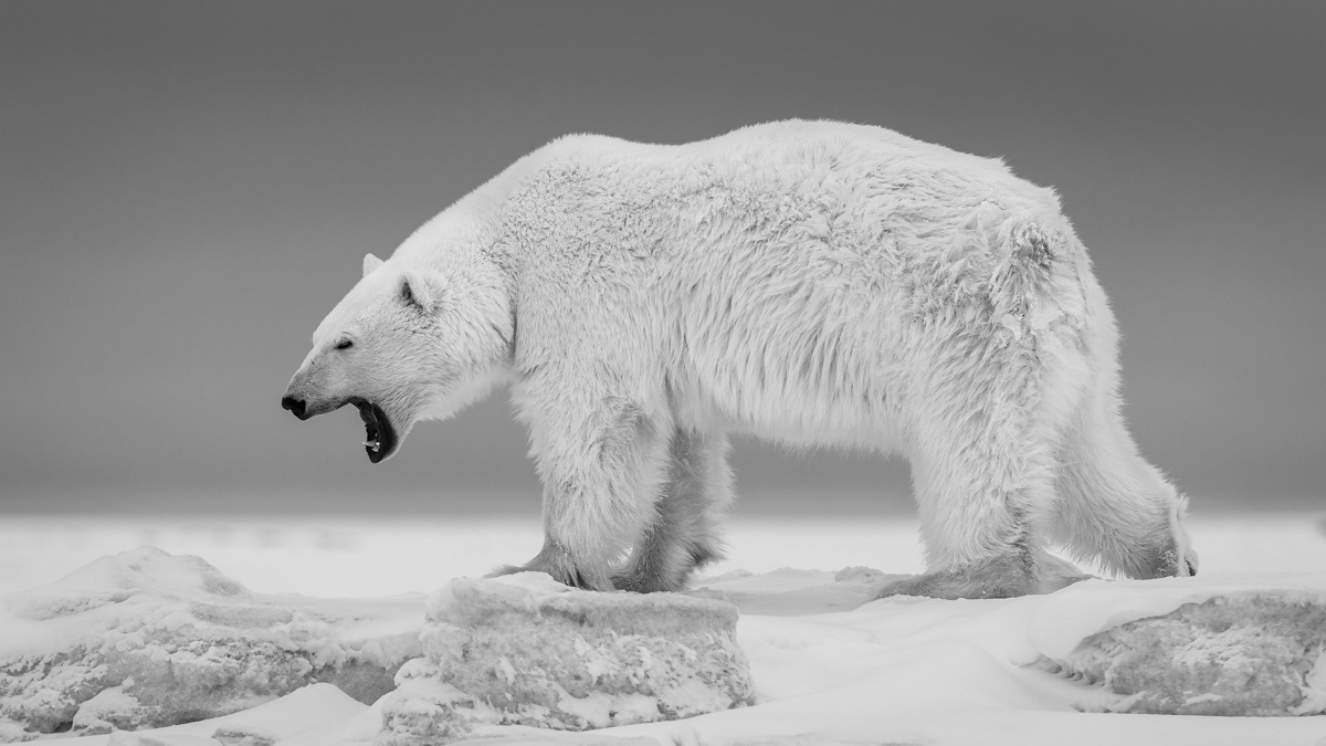 The Arctic Wanderers