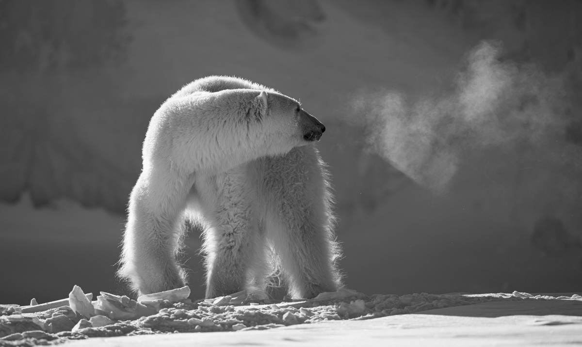 The Arctic Wanderers